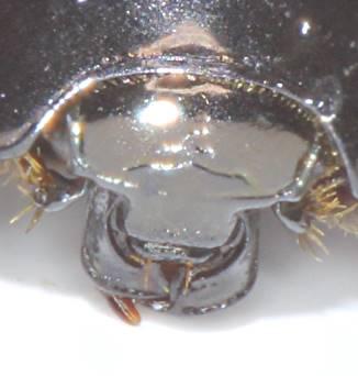 Hypocaccus dimidiatus dimidiatus